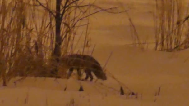 Red Fox Vulpes Vulpes Configuración Rural Con Luces Noche 24Fps — Vídeo de stock