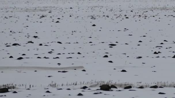 Snowy Owl Bird Winter — Stock Video