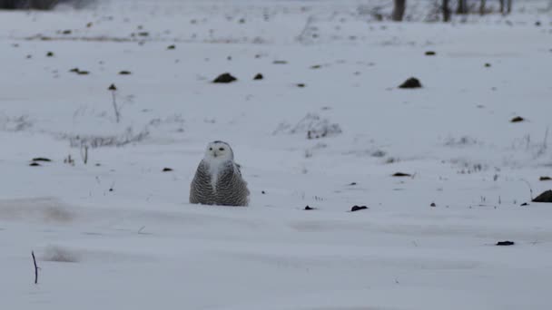Snowy Owl Bubo Scandiacus Lepas Landas Menuju Kamera Lapangan 24Fps — Stok Video