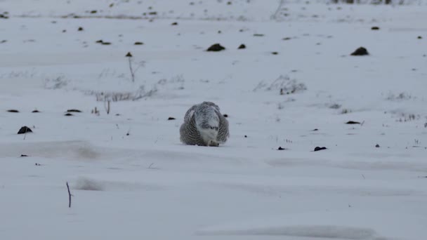 Снежный Owl Bubo Scandiacus Ухаживающий Поле Снегом 24Fps — стоковое видео