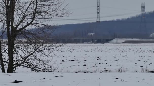 Snowy Owl Bubo Scandiacus Flying Field Landing Dead Roots — 비디오