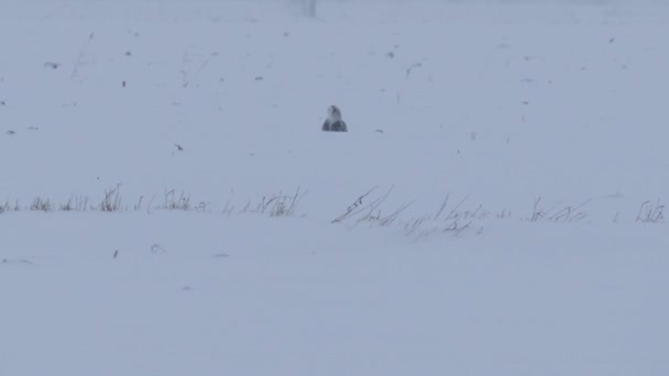 Snowy Owl Bubo Scandiacus Dálce Hlídkující Pole 24Fps — Stock video