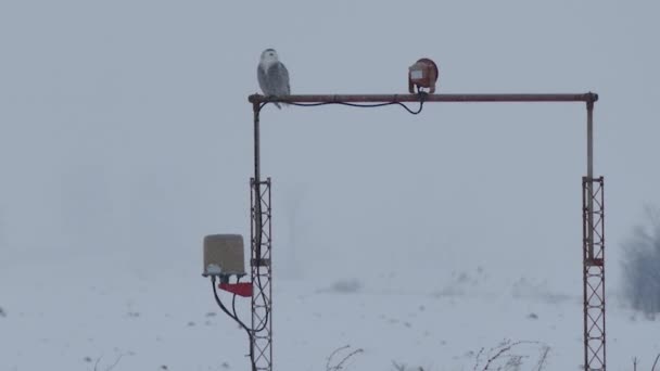 Snowy Owl Bubo Scandiacus Bertengger Kios Cahaya Bandara Dengan Salju — Stok Video