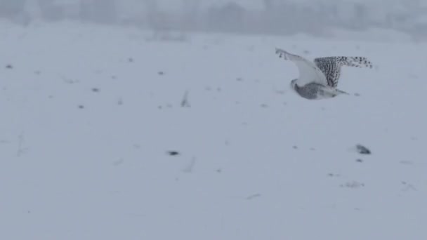 Снежная Сова Зимой — стоковое видео