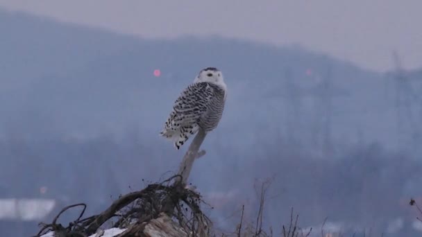Snowy Owl Bubo Scandiacus Posadil Otočil Hlavu Aby Rozhlédl 24Fps — Stock video