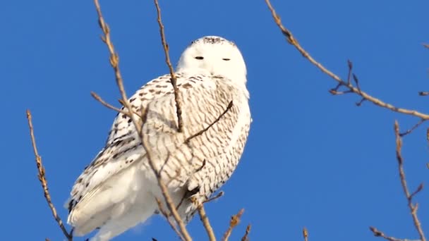 Snowy Owl Bird Winter — 비디오