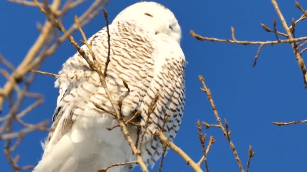 Snowy Owl Bubo Scanacus Дивиться Землю Під Вітром 24Fps — стокове відео