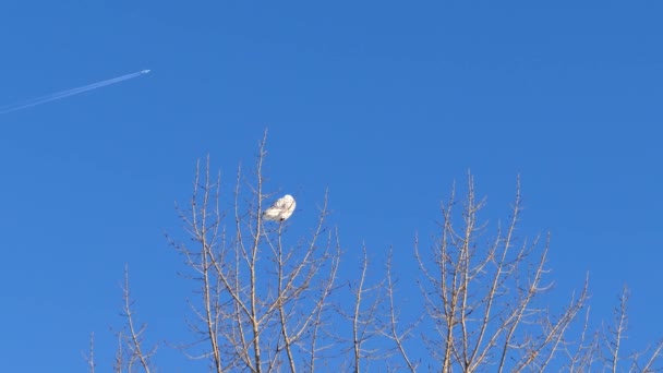 背景に飛行機が飛んでいる雪フクロウボボスカナクス 24Fps — ストック動画