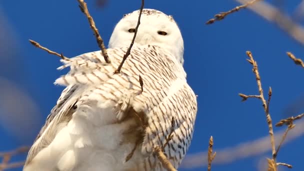 Schnee Eule Bubo Scandiacus Hockt Und Blickt Die Kamera 24Fps — Stockvideo