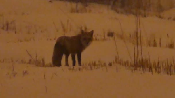 Red Fox Vulpes Vulpes Caminando Campo Nevado Por Noche 24Fps — Vídeo de stock