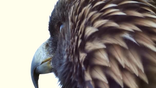 Golden Eagle Aquila Chrysaetos Обертає Голову — стокове відео