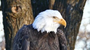 Amerikan Kartalı Haliaeetus leucocephalus başını çeviriyor.