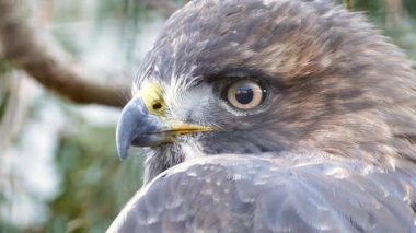 Merlin Falco Columbarius başını çeviriyor.