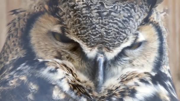 Velká rohatá sova Bubo virginianus zavírající a otvírající oči