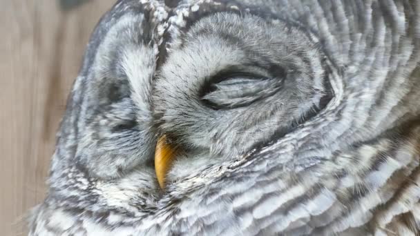 Barred Owl Strix Varia Leggermente Aprendo Gli Occhi — Video Stock