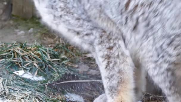 Kanada Lynx Lynx Canadensis Lägga Ner Marken — Stockvideo