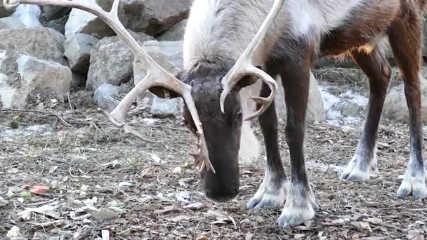 Caribou des bois Rangifer tarandus caribou avec des bois plus gros 