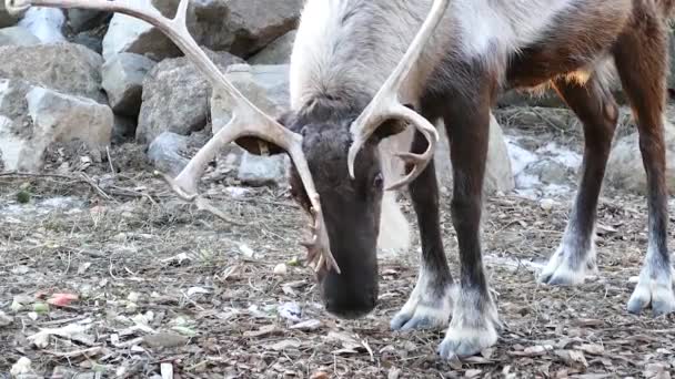 Woodland Caribbean Rangifer Tarandus Caribou Con Corna Più Grandi — Video Stock