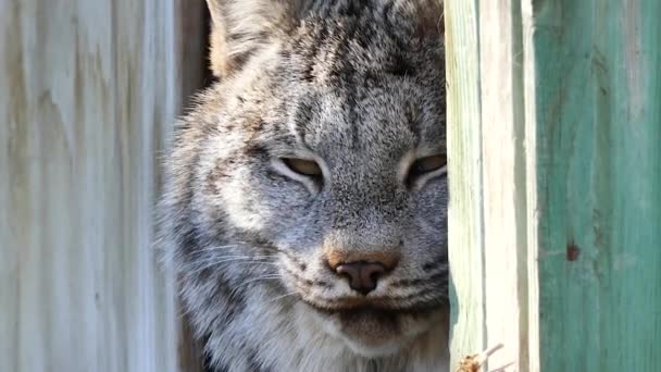 Canada Lynx Lynx Canadensis Closing Its Eyes Shut — Stock Video