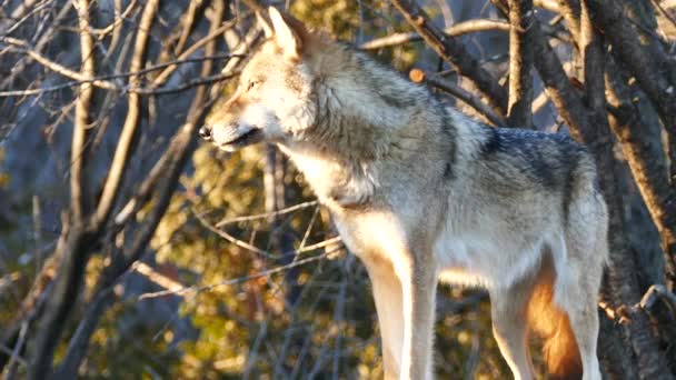 Loup gris Canis lupus regardant dans la lumière du coucher du soleil 