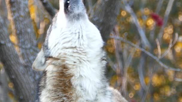 Loup gris Canis lupus gros plan de la tête en hurlant 