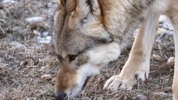 Loup gris Canis lupus gros plan tout en reniflant le sol 