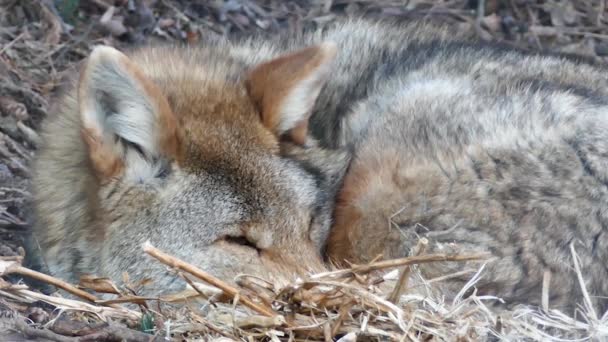 Coyote Canis Latrans躺在地上醒来 — 图库视频影像