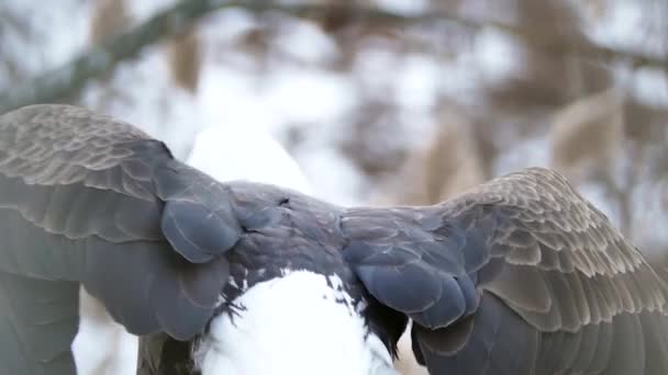 Águila Calva Haliaeetus Leucocephalus Estirándose Girando — Vídeo de stock