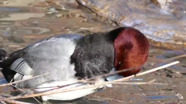 Pelirroja Duck Aythya Americana Arreglando Sus Plumas — Vídeos de Stock