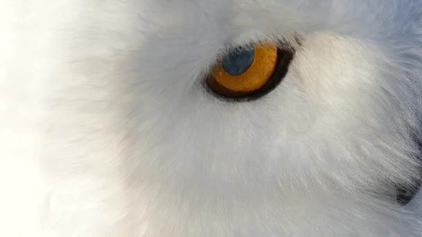 Snowy Owl Bubo Scandiacus Close Seup Eyes — стоковое видео