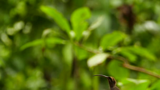 Bokeh Jungle Achtergrond Met Kolibries Vliegen Voorgrond — Stockvideo