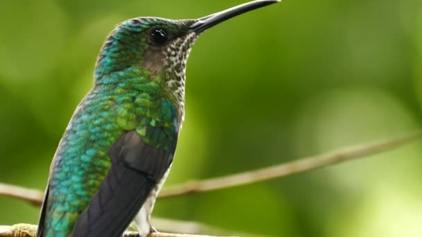 Vue arrière du colibri perché regardant autour sur fond flou 