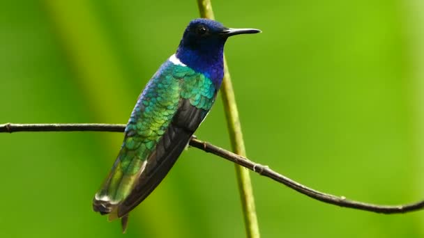 Beautifuly Colored Hummingbird Green Bokeh Background — Stock Video