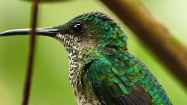 Extreme Closeup Shot Perched Hummingbird Green Background — Stock Video