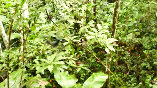 Hummingbirds Coming Going Jungle Blury Background — Stock Video