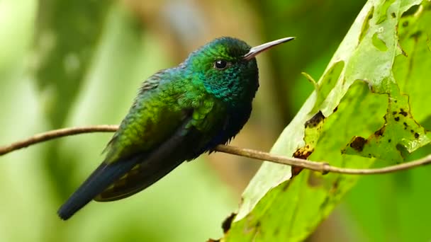 Plan parfaitement éclairé de petit oiseau dans la jungle avec des feuilles et des branches 