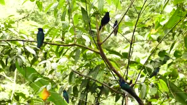 Множество Крошечных Птиц Летят Улетают Одновременно Густых Тропических Лесах — стоковое видео