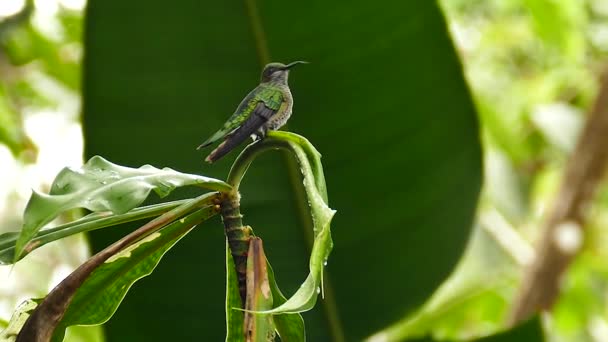 Éles Kontrasztos Kép Kolibri Ültetett Egzotikus Virág — Stock videók