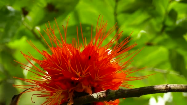 Superbe Plan Lumineux Une Grande Fleur Exotique Orage Avec Alimentation — Video