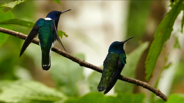 Des Deux Colibris Étirant Avant Décoller Une Branche — Video