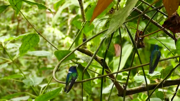 Colibríes Con Varios Colores Vuelan Dentro Fuera Rama Circular — Vídeos de Stock