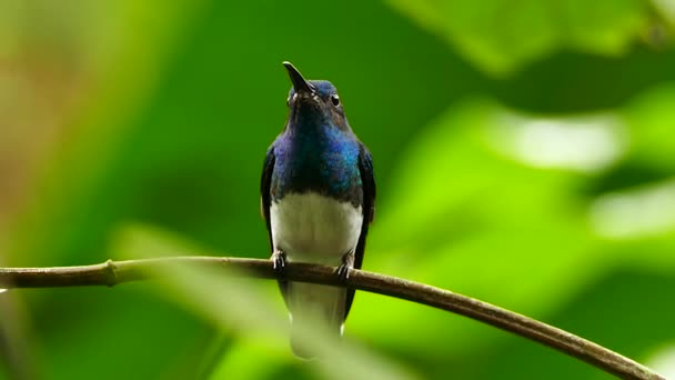 Albastru Humminbird Fundal Verde Luminos Configurarea Pădurilor Tropicale — Videoclip de stoc