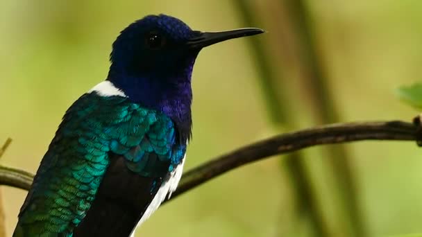 Prise de vue détaillée de l'oiseau volant et s'éloignant dans la forêt 