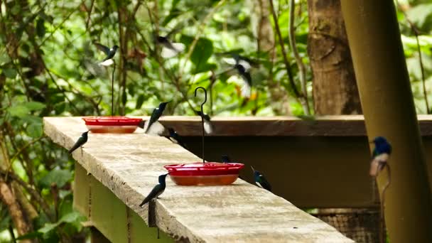 Dozens Hummingbirds Come Feed Wooden Deck Feeders — Stock Video