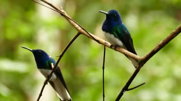 Duo White Necked Jacobin Sedí Větvi Rozmazaným Pozadím — Stock video