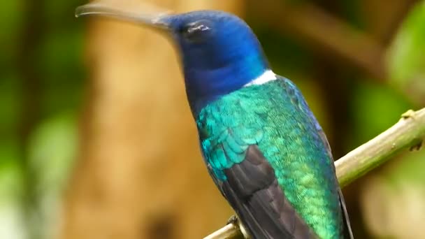 Heldere Ongerepte Foto Van Kolibrie Staande Tak Natuurlijke Omgeving — Stockvideo