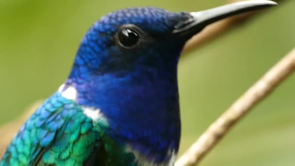 Primo Piano Della Parte Superiore Del Corpo Del Colibrì Blu — Video Stock