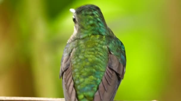 Primer Plano Pájaro Swigning Heaivly Una Rama Naturaleza — Vídeos de Stock