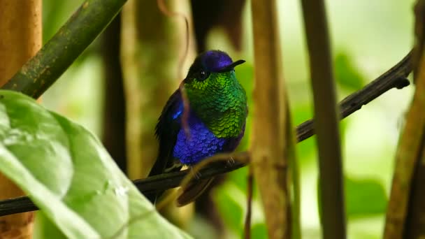 Hermoso Colibrí Púrpura Verde Despegando Una Rama — Vídeo de stock