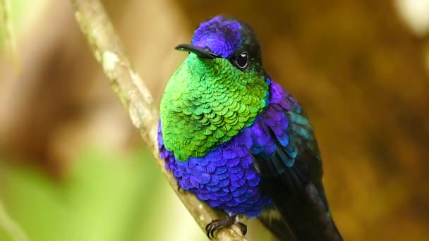 Plan immaculé et tranchant du Colibri à ventre violet dans la nature 
